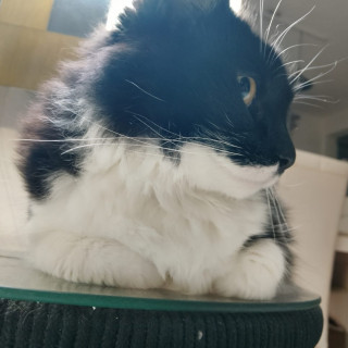 NICO | Raza Doméstico Americano de Pelo Semilargo | Perdido
