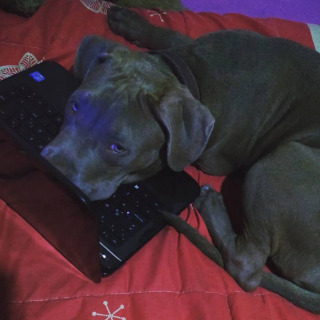 ZEUS | Raza American Pitbull Terrier | En Adopción