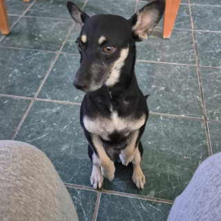 NEGRITA | Raza Mestiza | Final Feliz