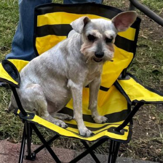 HACHI (JACHI) | Raza Schnauzer | Final Feliz