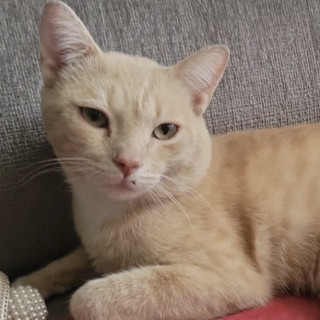 Foto de CHETTO