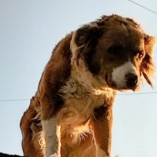 Foto de DORI
