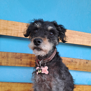 DAISY | Raza Mestiza, cruza de Schnauzer | Perdida