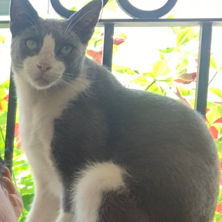 TECO | Raza Doméstico Américano de Pelo Corto | Final Feliz