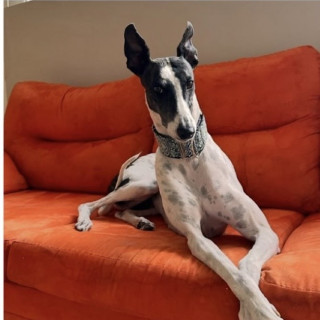 MATILDA | Raza Galgo Inglés o Greyhound | Final Feliz