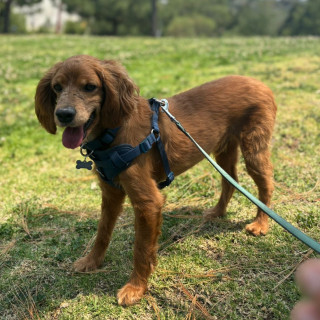 ARCHIE | Raza Mestizo, cruza de Cocker Spaniel | Perdido