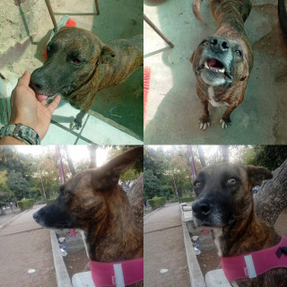 Foto de MAMBA
