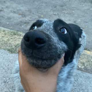 PINTO | Raza Mestizo, cruza de Ganadero Australiano  (Blue Heeler) | Perdido