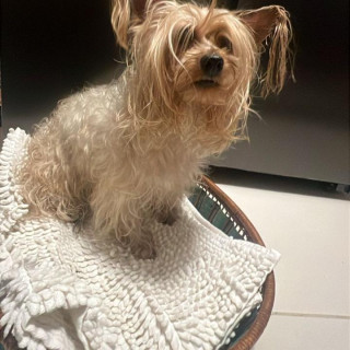 Foto de HERMOSA PELUDITA