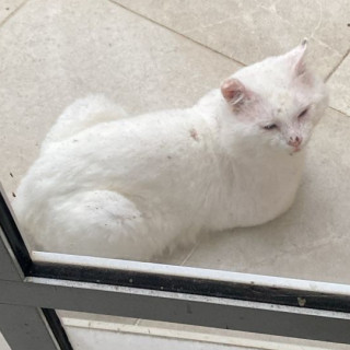 TOMOE | Raza Angora Turco | Perdido