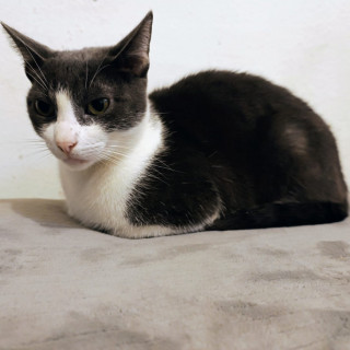 JUANITO | Raza Doméstico Américano de Pelo Corto | Perdido