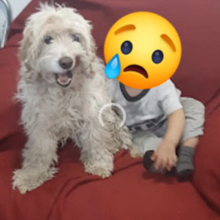 CHONCHITO | Raza Mestizo, cruza de French Poodle | Perdido