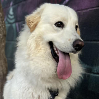 POLO | Raza Mestizo, Cruza De Labrador Con Husky | Perdido