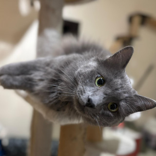 CHARMS | Raza Nibelungo o Nebelung | Perdido