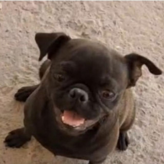 DIXIE | Raza Pug o Carlin | Perdida