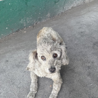  | Raza French Poodle o Caniche | Final Feliz
