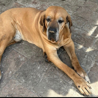 Foto de THORVALD