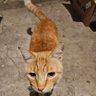 TOMMY | Raza Doméstico Américano de Pelo Corto | Perdido