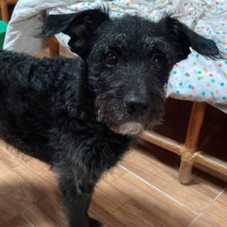 BUDDY | Raza Mestizo, cruza de Schnauzer con Poodle, (Schnoodle) | Perdido