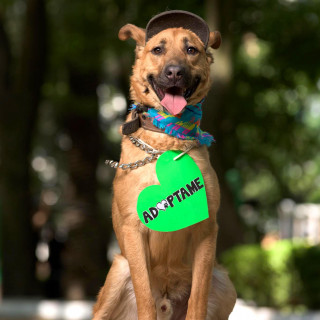 HACHI | Raza Mestizo , cruza de Pastor Belga Malinois | En Adopción