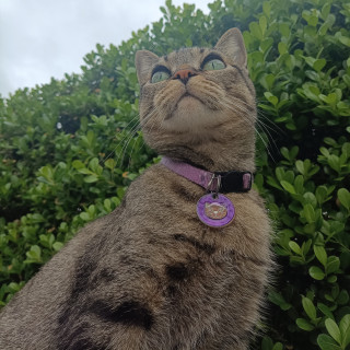 OLIVER | Raza Doméstico Américano de Pelo Corto | Perdida