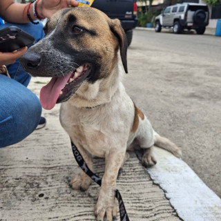  | Raza Mestiza | Encontrada