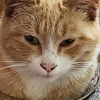 BEBÉ | Raza Doméstico Américano de Pelo Corto | Perdido