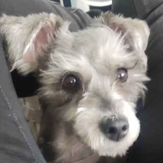 NAVI | Raza Schnauzer Miniatura  | Final Feliz