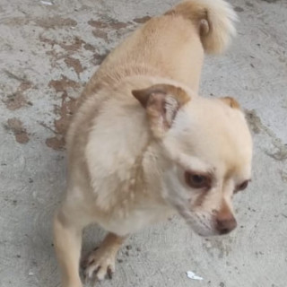 SCRAPPY | Raza Chihuahua | Perdido