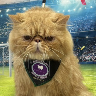 Foto de BIGOTES