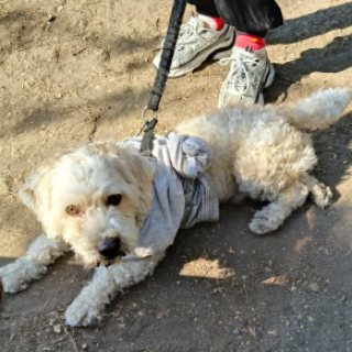  | Raza Mestizo, cruza de French Poodle con Schnauzer,  (Schnoodle) | Encontrado