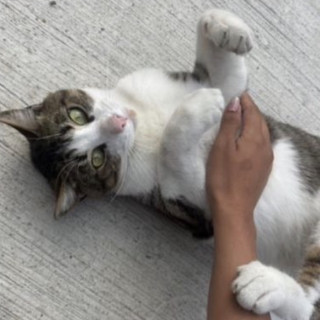 CHORIPAN | Raza Doméstico Américano de Pelo Corto | Perdido