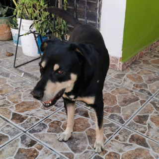 DUSTER | Raza Mestizo, cruza de Rottweiler | Perdido