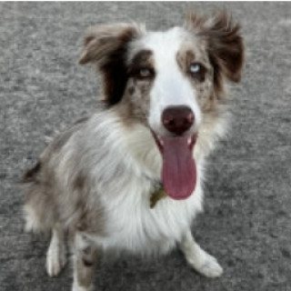 MAX | Raza Border Aussie (cruza de Pastor Australiano Y Border Collie) | En Adopción