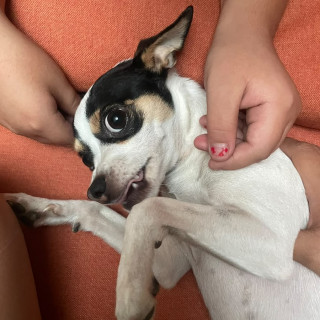 MOLLY | Raza Chihuahua | Perdida