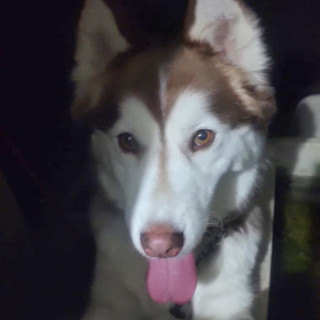 ONCA | Raza Husky Siberiano | Perdida