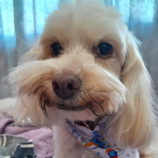 VEZZY (VETZI) | Raza Mestiza, cruza de French Poodle con Maltés (Maltipoo) | Perdida