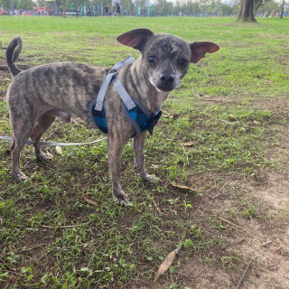 BACACHO | Raza Chihuahua | Perdido