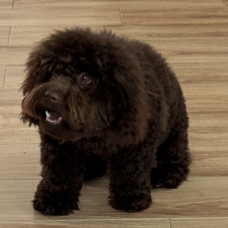 MILO | Raza Mestizo, cruza de French Poodle | Perdido