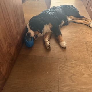 THOR | Raza Bernés de la Montaña o Bouvier de Berna | Perdido