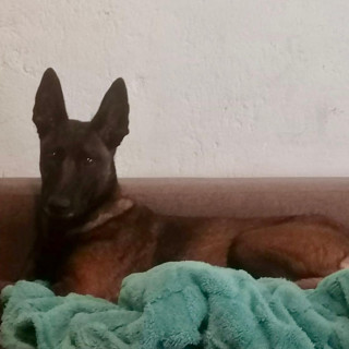 NALAH | Raza Pastor Belga Maliniois | Perdida