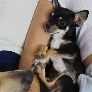 CHURRUMAIS | Raza Chihuahua | Perdido