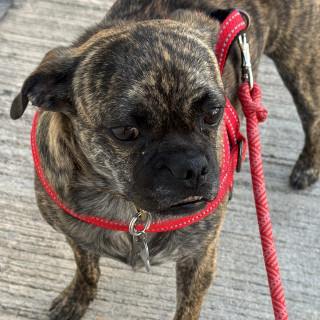YODA | Raza Mestiza, cruza de Pug | Perdida