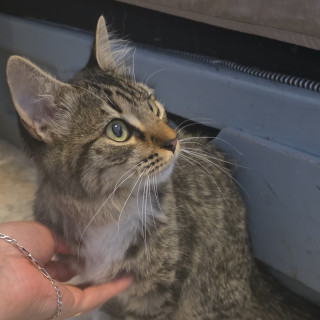  | Raza Doméstico Americano de pelo corto | Encontrada