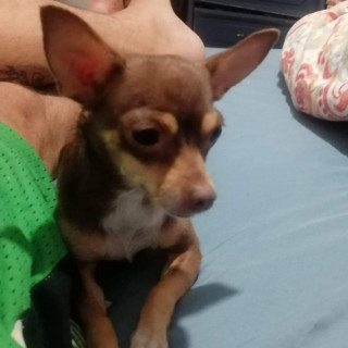 CANELITA | Raza Chihuahua | Perdida