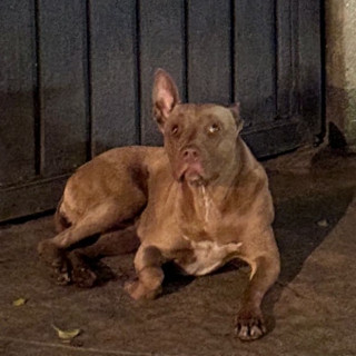  | Raza American Pitbull Terrier | Encontrada