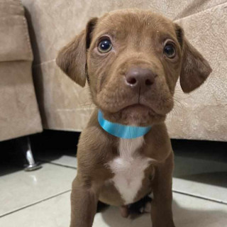 HERMOSO CACHORRO | Raza Mestizo, cruza de American Pitbull Terrier | En Adopción