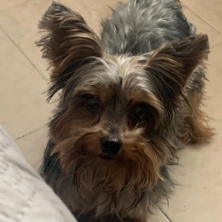 MACHITO | Raza Yorkshire Terrier (Yorkie) | Perdido