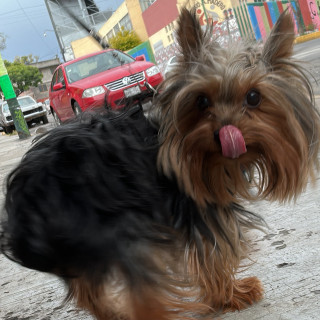 SOKA | Raza Yorkshire Terrier (Yorkie) | Perdido