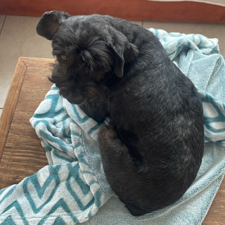 LOLA | Raza Schnauzer | Final Feliz